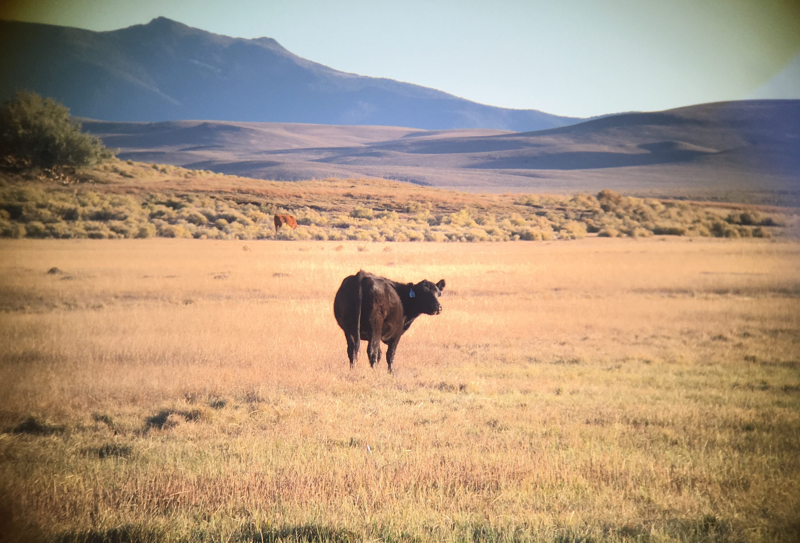 A dry grassy field with blue and ruddy brownish hills in the distance. a black cow stands in the middle looking over their shoulder towards the camera. another red cow is in the middle distance in some scrubby vegetation.